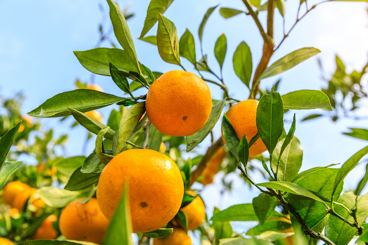 sweet orange