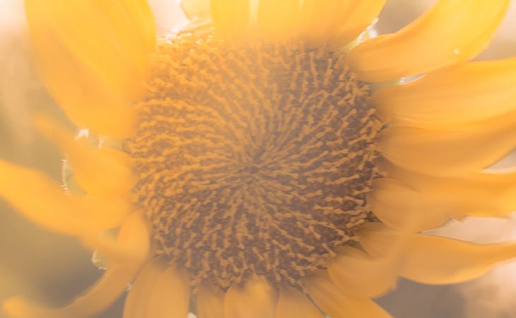 how to wake up looking refreshed - image of sunflower