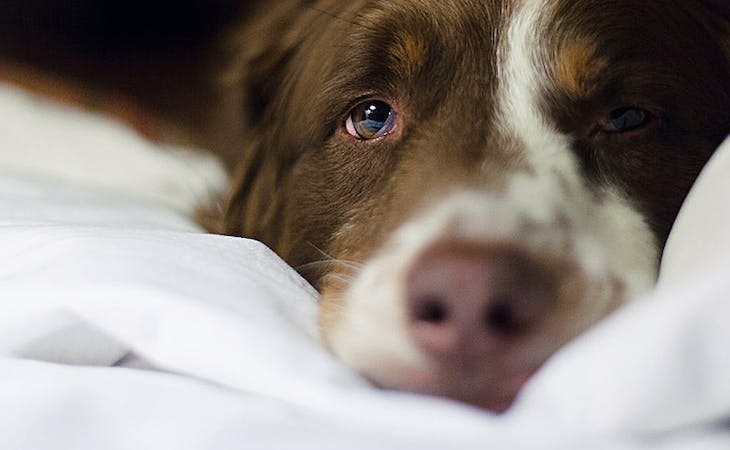 what is mattress off gassing - image of dog on mattress