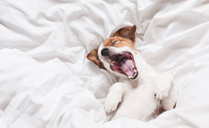 dog sleeping positions - image of dog in bed