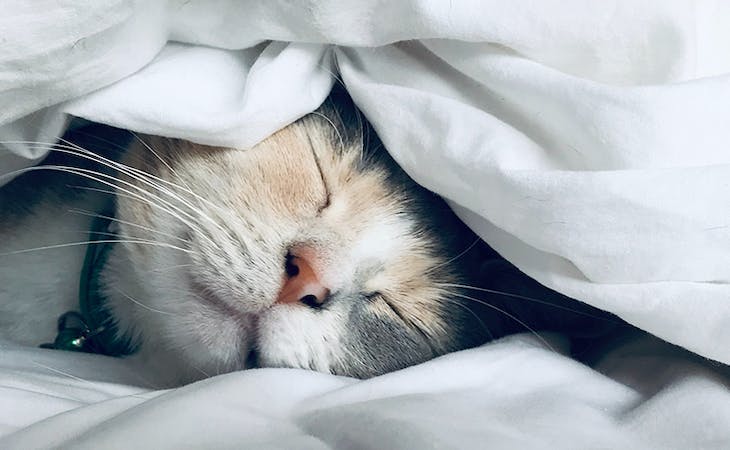 how to keep warm in bed without heat - image of kitten under covers