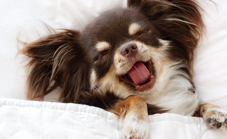 The Case for Sleeping With Dogs