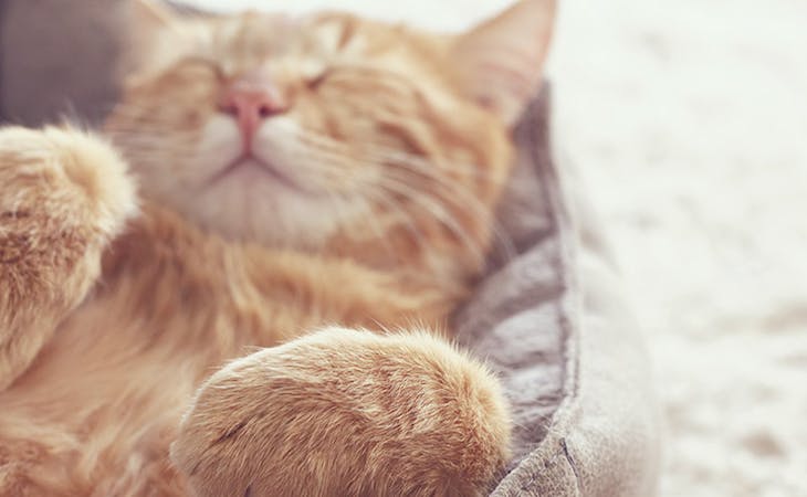 best pet bed - image of cat in pet bed