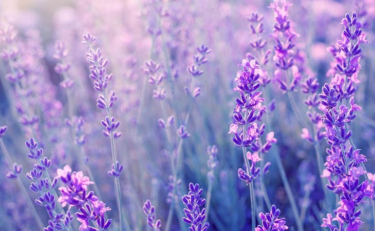 image of lavender, which can improve sleep quality