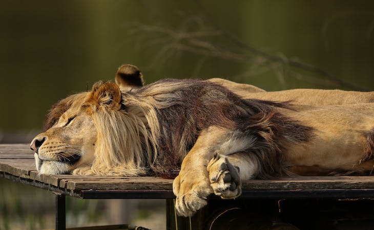 chronotype - image of sleeping lion