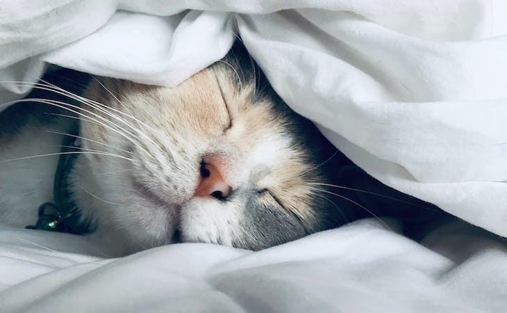 image of cat sleeping in bed