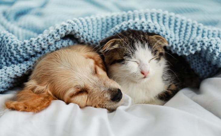 dog and cat sleeping under cozy blanket
