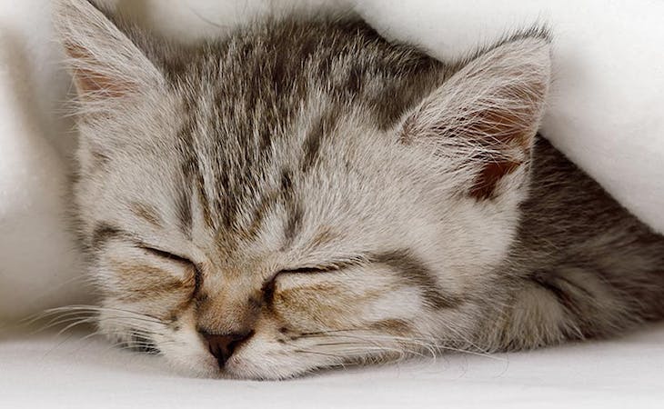 image of sleeping cat