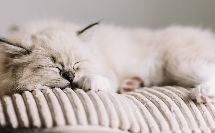 image of sleeping cat