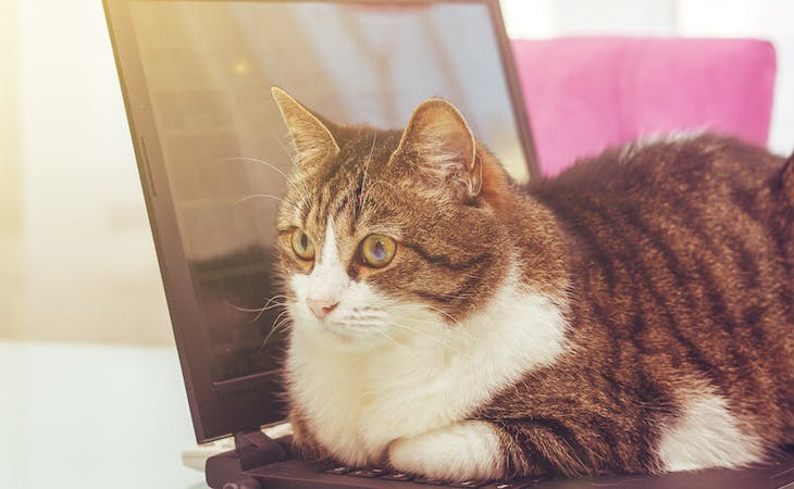image of cat sititng on laptop of someone working from home