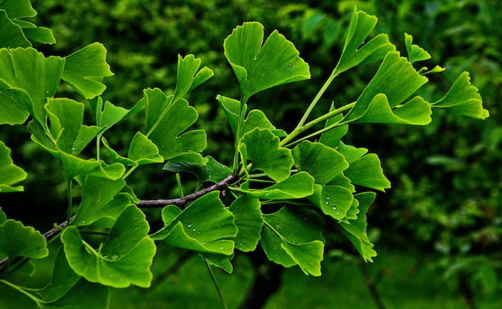 ginkgo biloba herbs for sleep