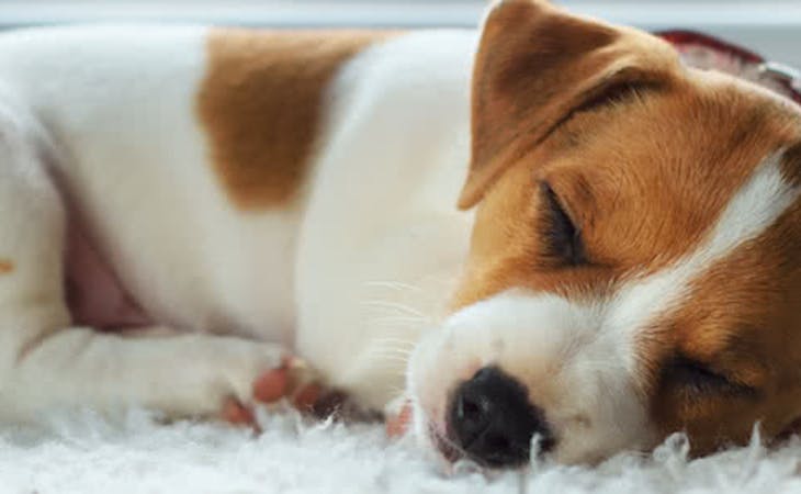 How Much Do Dogs Really Need to Sleep?