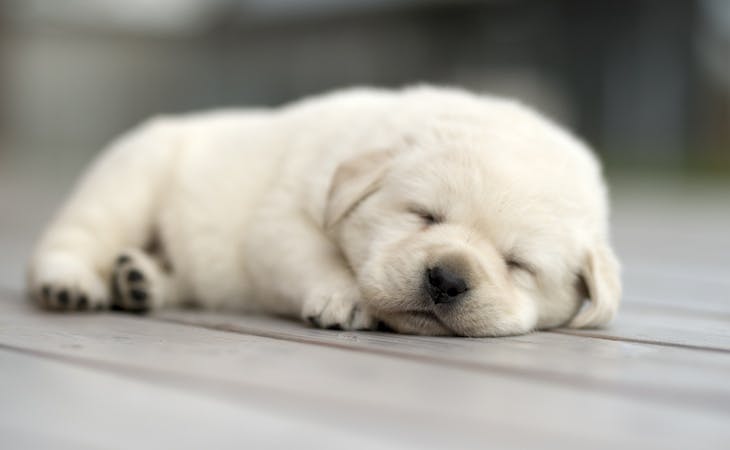 sleeping puppy