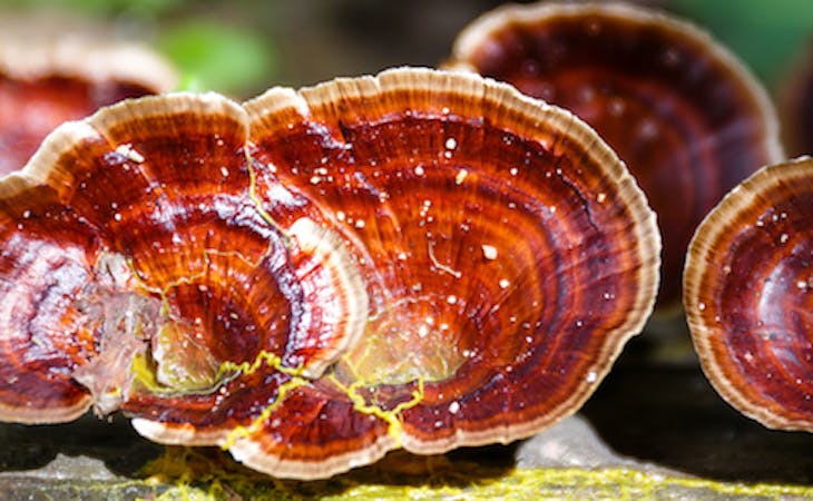 reishi mushrooms