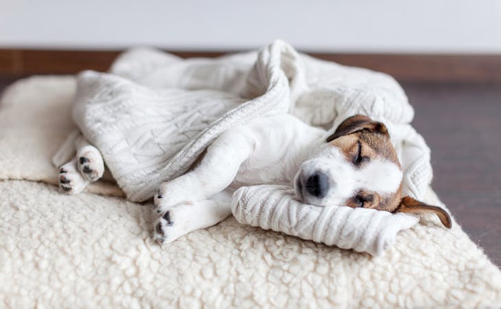 stressed dog sleeping on bed