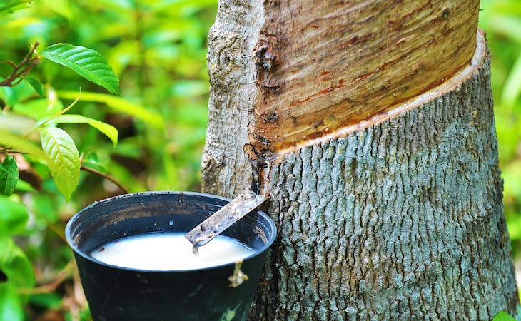 dunlop vs talalay - latex rubber being tapped from tree