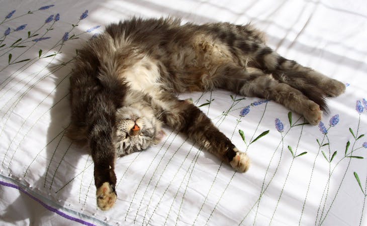 cat sleeping with arms overhead and belly exposed