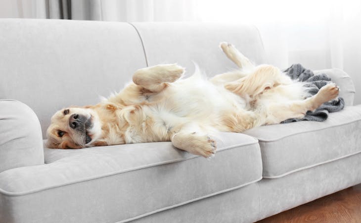 Does Sleeping on the Couch Have Any Health Benefits or Side Effects?