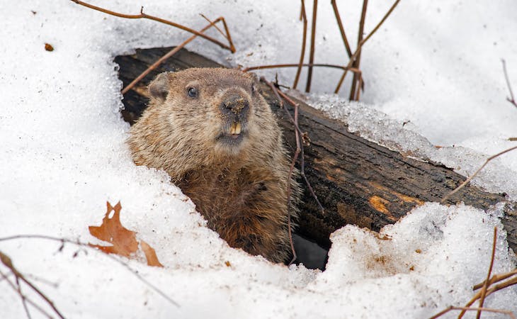 groundhog in winter burrow