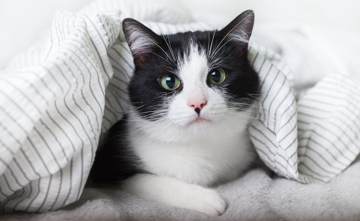 cat lying under covers on bed