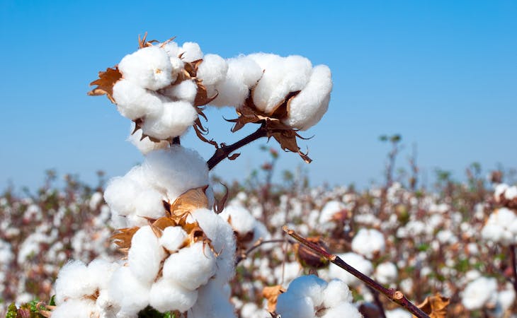 Organic Cotton vs. Regular Cotton: How Do They Differ? | Saatva