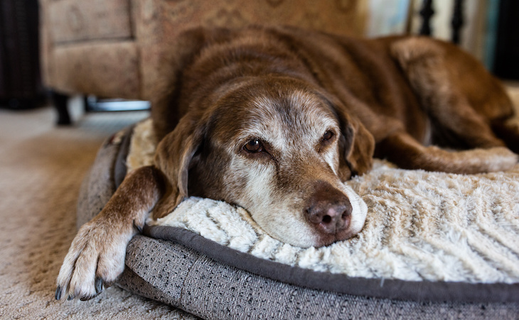 Do Senior Dogs Sleep More?