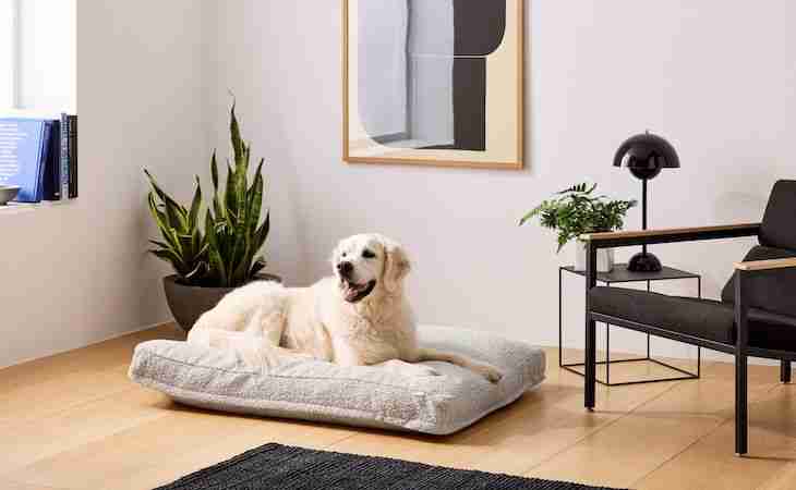 saatva dog bed