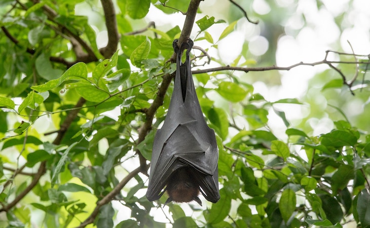 bat sleeping upside down in tree