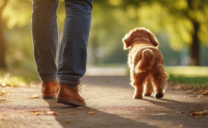 person walking with dog next time them in a park