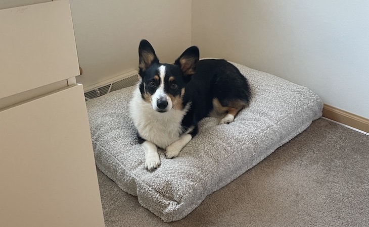 dolly, 2-year-old corgi on saatva dog bed