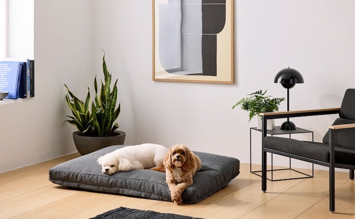 dogs sleeping on saatva dog bed