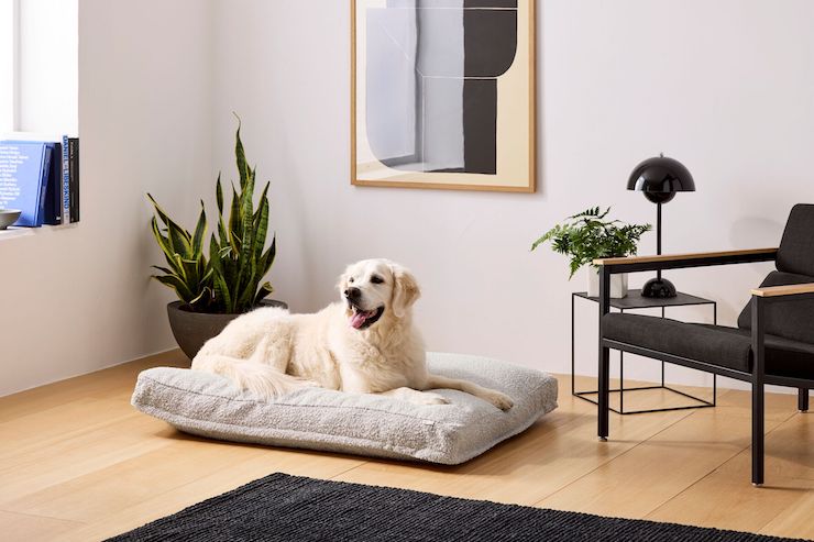 saatva dog bed