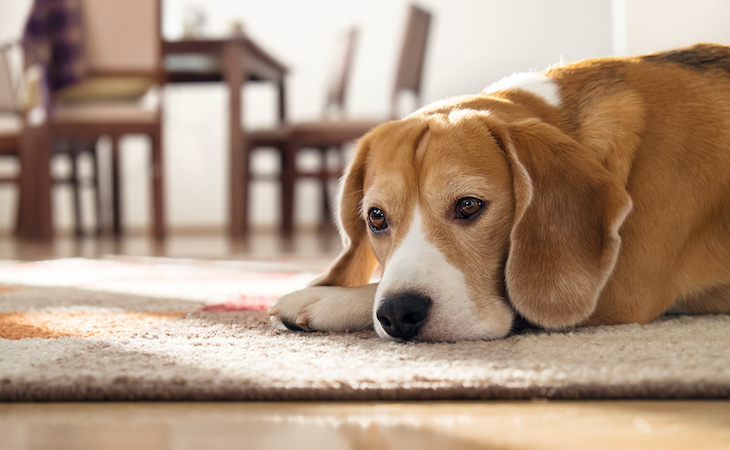 sad dog lying down and having trouble sleeping