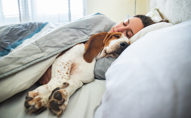 Girl and dog sleeping together comfortably and cuddled in bed in the morning. In bed with best friend brown and white basset hound dog with happy face to wake up next to your pet