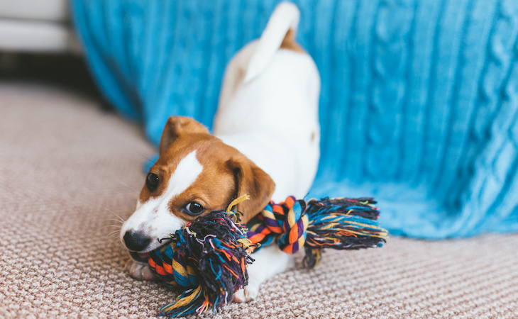 puppy chewing on dog toy made of fabric strips