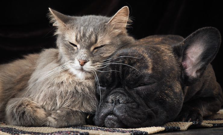 cat and dog sleeping in dark
