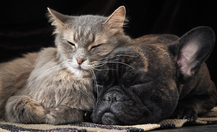 Do Cats and Dogs Like to Sleep in the Dark?