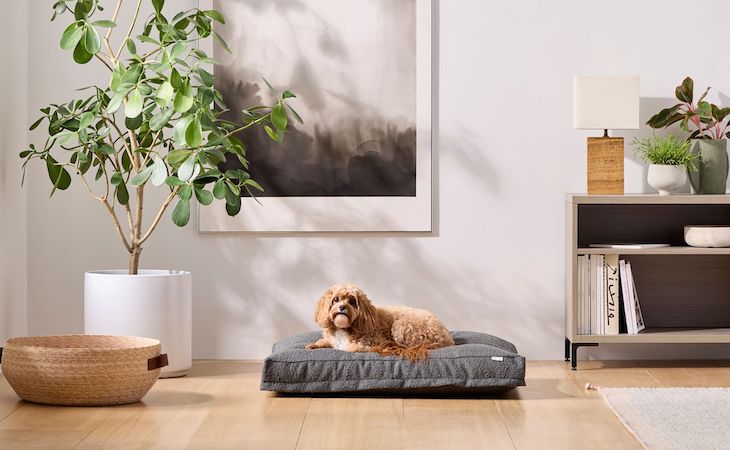 saatva dog bed