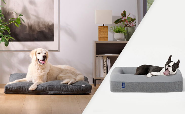 What Is the Best Dog Bed? Saatva Dog Bed Comparison