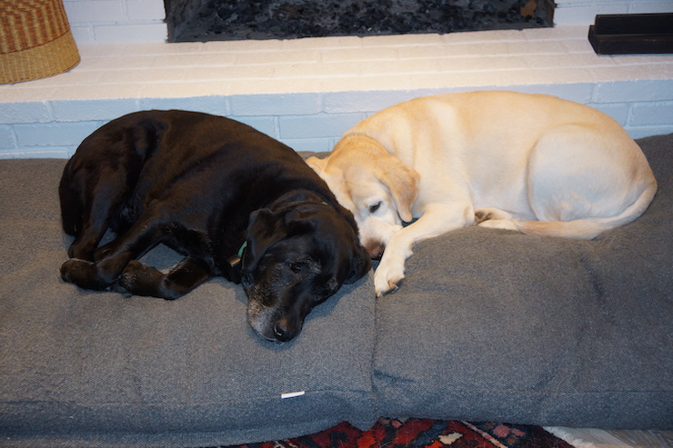 dogs sleeping on saatva dog bed
