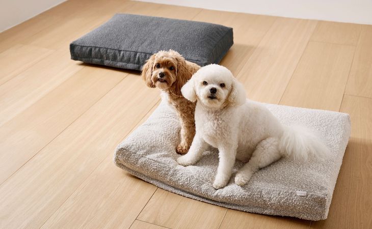 saatva luxury dog bed with two dogs on top