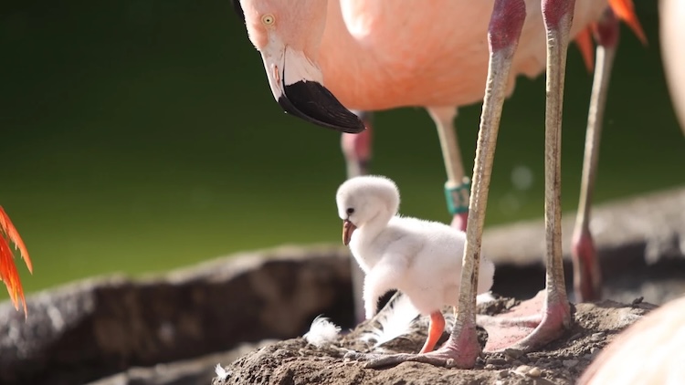 tracy aviary - salt lake city