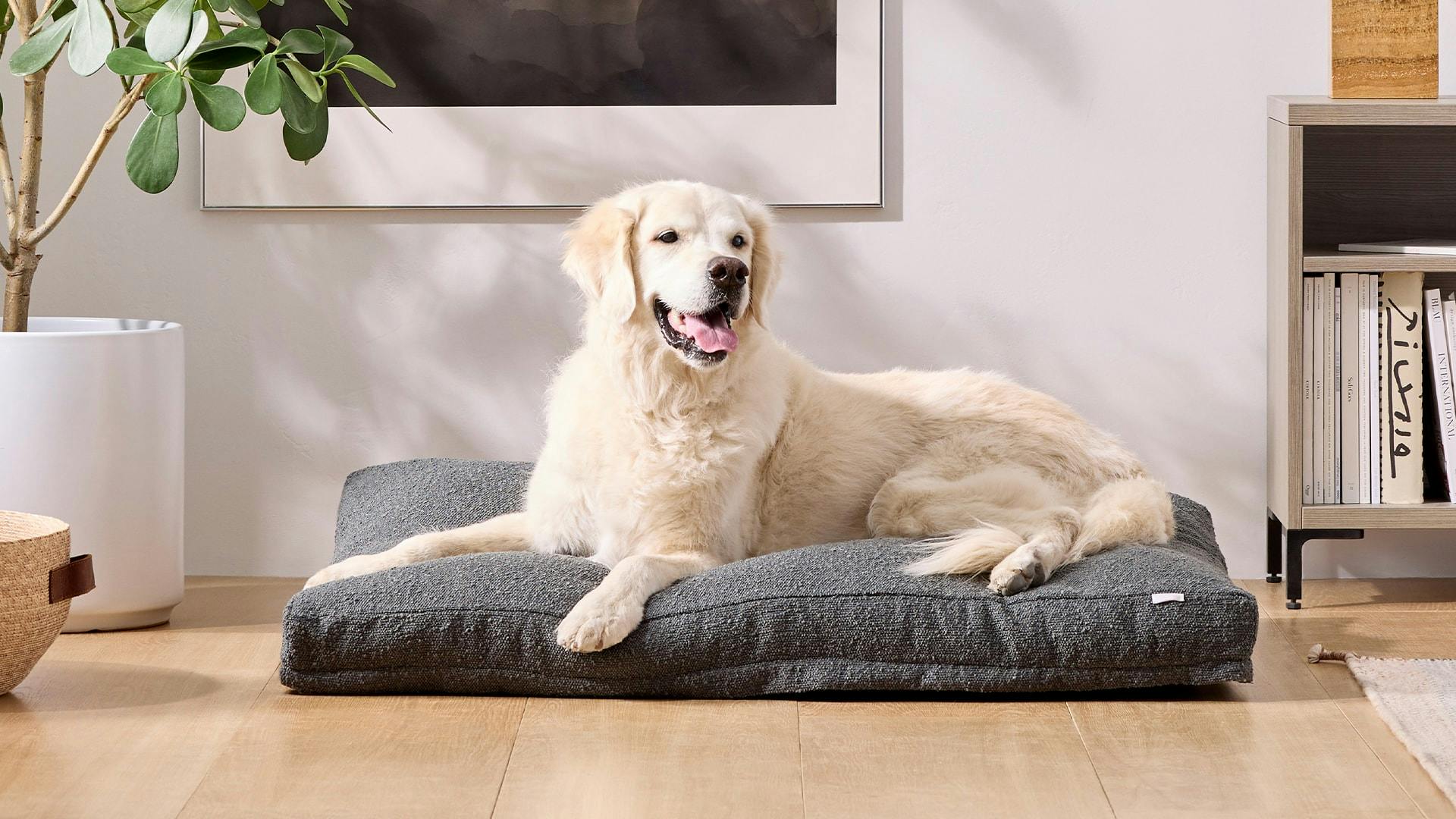 dog bed front model large