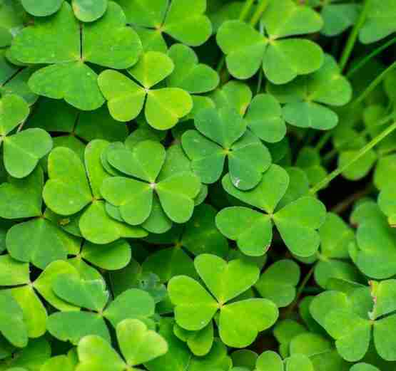 Oxalis smaller  Resampled