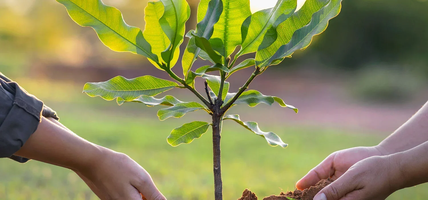 plant trees img 01