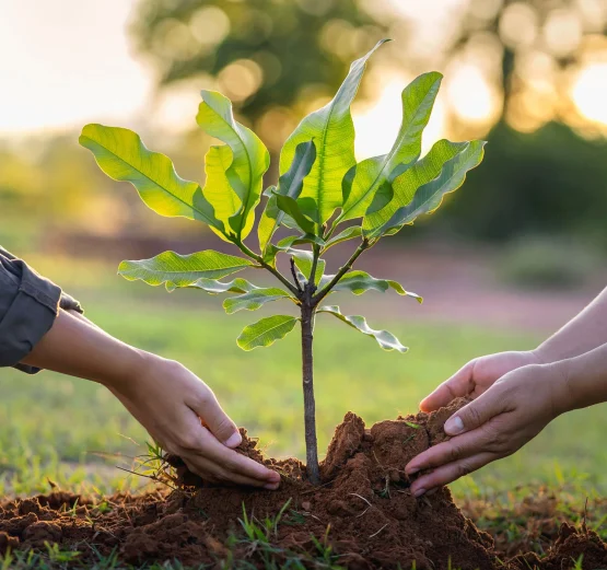 plant trees img 01